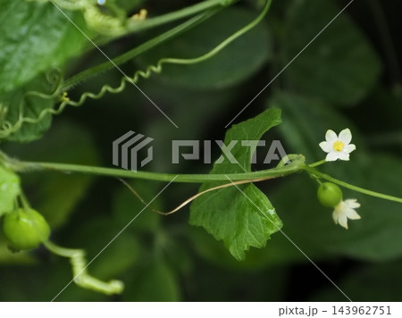 スズメウリの花と実と蔓 スズメウリの花と実と蔓 143962751