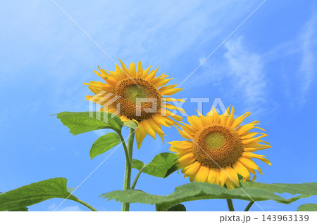 青空とひまわりの花 青空とひまわりの花 143963139