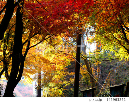 比叡山 延暦寺 比叡山 延暦寺 143963251