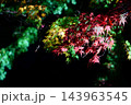 緑と赤の混じる紅葉中のもみじ 143963545