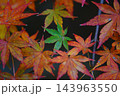 赤く染まった中に一つ緑色のもみじ 143963550