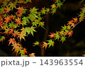 夜に生える緑と赤のもみじ 143963554