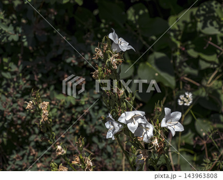 White Campanula Bellflowers Blooming Among Green Stems in a Spring Garden White Campanula Bellflowers Blooming Among Green Stems in a Spring Garden 143963808