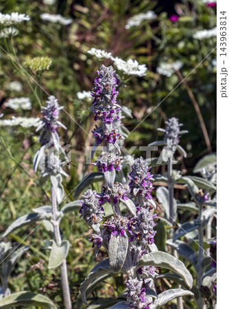 Close-Up of a Woolly Stachys byzantina Flower Spike with Purple Blossoms Close-Up of a Woolly Stachys byzantina Flower Spike with Purple Blossoms 143963814