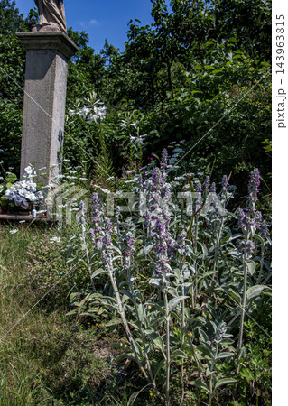 Silver Woolly Lamb's Ear Plants Flowering in an Ornamental Garden Bed 143963815