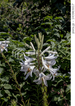 White Trumpet Lily Flowers and Buds Growing in a Spring Garden 143963817