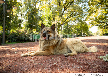 Happy dog lounges on warm earth in beautiful outdoor park Happy dog lounges on warm earth in beautiful outdoor park 143965772