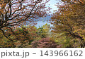 紅葉した木々 143966162
