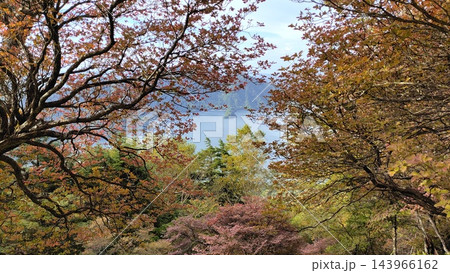 紅葉した木々 143966162