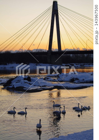 夕暮れ時の白鳥大橋とアクアパークのハクチョウ1 夕暮れ時の白鳥大橋とアクアパークのハクチョウ1 143967500