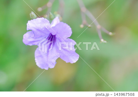 minnieroot ,Ruellia tuberosa L or popping pod or purple flower minnieroot ,Ruellia tuberosa L or popping pod or purple flower 143967508