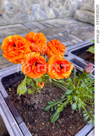 orange ranunculus flowers, Persian buttercups, blooming in grey garden planter orange ranunculus flowers, Persian buttercups, blooming in grey garden planter 143968020