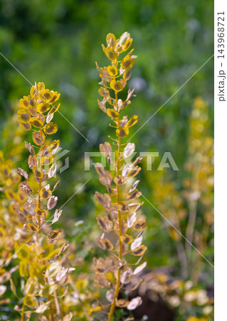In nature, Thlaspi arvense grows among wild grasses In nature, Thlaspi arvense grows among wild grasses 143968721