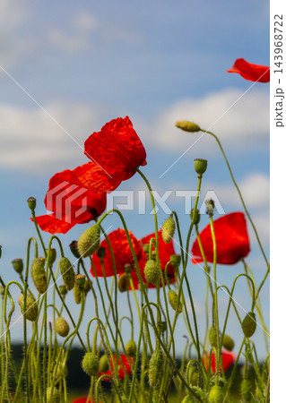 Papaver rhoeas or common poppy, red poppy is an annual herbaceous flowering plant in the poppy family, Papaveraceae, with red petals 143968722