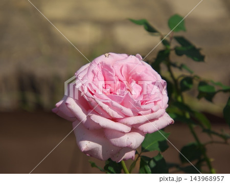 バラの花、薄い赤色、白色@自宅の庭、堺市 バラの花、薄い赤色、白色@自宅の庭、堺市 143968957