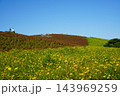 キバナコスモスとコキア 143969259