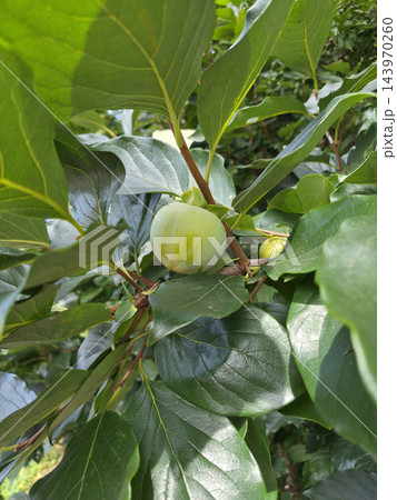 It is a tree bearing unripe persimmons. It is a tree bearing unripe persimmons. 143970260