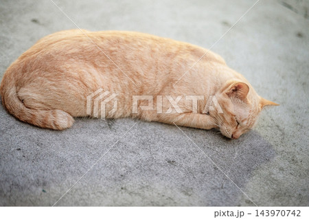 Cute ginger tabby cat sleeping peacefully on a concrete floor during the daytime. Cute ginger tabby cat sleeping peacefully on a concrete floor during the daytime. 143970742