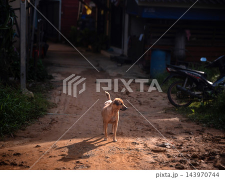 A light brown domestic dog standing on a dirt road in a local village with sunlight casting a long shadow. A light brown domestic dog standing on a dirt road in a local village with sunlight casting a long shadow. 143970744