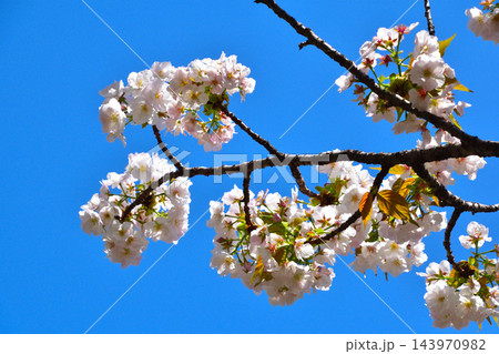八重桜　牡丹　大阪造幣局にて 143970982