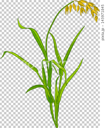 Oat Plant Colored Detailed Illustration Oat Plant Colored Detailed Illustration 143971845