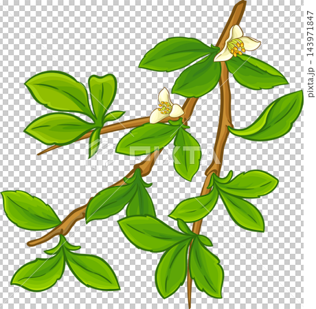 Myrrh Branch Colored Detailed Illustration Myrrh Branch Colored Detailed Illustration 143971847
