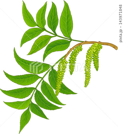 Pecan Branch Colored Detailed Illustration 143971848