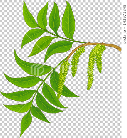 Pecan Branch Colored Detailed Illustration Pecan Branch Colored Detailed Illustration 143971848