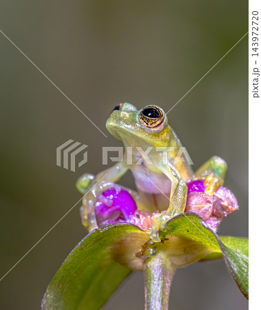 Snouted tree Frog resting on mossy branch Snouted tree Frog resting on mossy branch 143972720