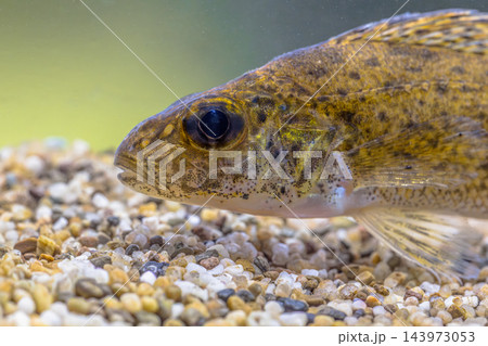 Ruffe Fish on Sandy Riverbed, River Reest, Netherlands Ruffe Fish on Sandy Riverbed, River Reest, Netherlands 143973053