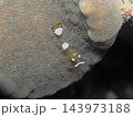 イソギンチャクカクレエビ 143973188