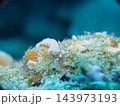 ムカデミノウミウシ 143973193