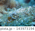 ムカデミノウミウシ 143973194
