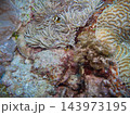 イソギンチャクと共生するクマノミの幼魚 143973195