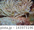 イソギンチャクと共生するクマノミの幼魚 143973196