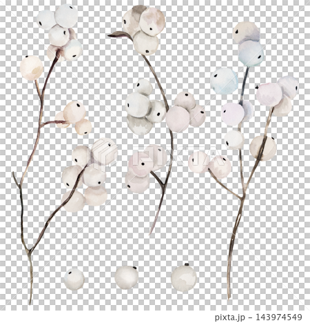 Watercolor white winter berries on brown branches clipart. Isolated illustration for Christmas cards 143974549