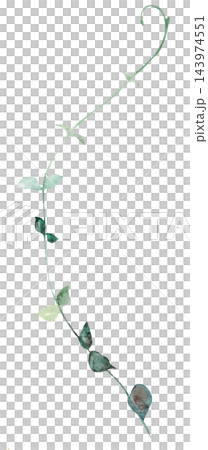 Watercolor trailing vine with green leaves, botanical greenery isolated illustration, single element Watercolor trailing vine with green leaves, botanical greenery isolated illustration, single element 143974551