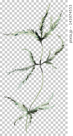 Watercolor juniper branch with green leaves. Winter Christmas Isolated illustration for stationery 143974553