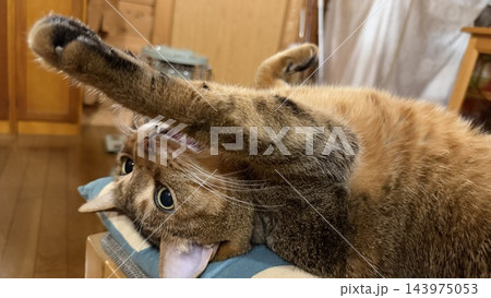 ログハウスのストーブで温まるキジトラ猫の猫パンチ 143975053