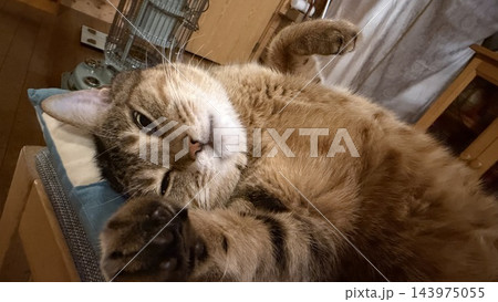 ログハウスのストーブで温まるキジトラ猫の猫パンチ 143975055