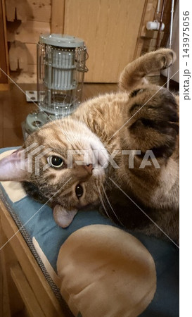 ログハウスのストーブで温まるキジトラ猫の猫パンチ ログハウスのストーブで温まるキジトラ猫の猫パンチ 143975056