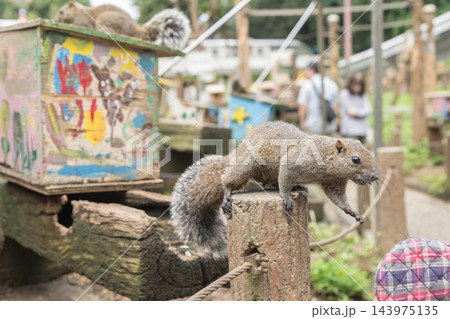 【町田リス園 リスにひまわりの種をあげる】 【町田リス園 リスにひまわりの種をあげる】 143975135