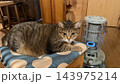 ログハウスのストーブで温まるキジトラ猫 ログハウスのストーブで温まるキジトラ猫 143975214
