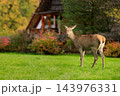 young deer animal theme scene pasture in meadow country side agricultural field of cottage garden space autumn aesthetic environment 143976331