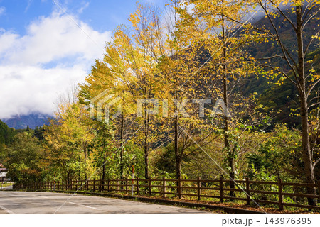 カツラ並木の紅葉が美しい奥飛騨路《岐阜県 高山市 奥飛騨温泉郷》 143976395