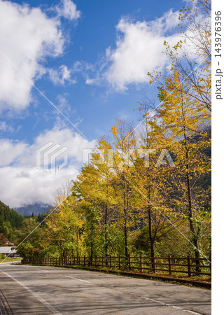カツラ並木の紅葉が美しい奥飛騨路《岐阜県 高山市 奥飛騨温泉郷》 カツラ並木の紅葉が美しい奥飛騨路《岐阜県 高山市 奥飛騨温泉郷》 143976396