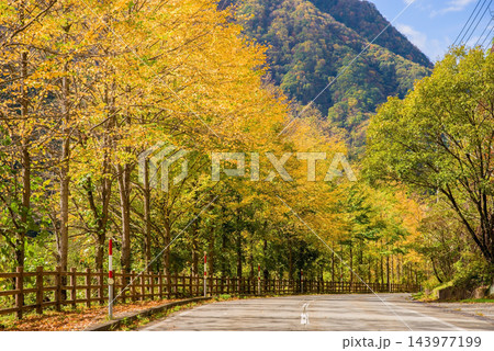 紅葉が美しいカツラ並木《岐阜県 高山市 奥飛騨温泉郷》 143977199
