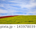 赤色に染まったコキア(茨城県 国営ひたち海浜公園) 143978039