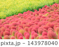 赤色に染まったコキア(茨城県 国営ひたち海浜公園) 143978040