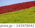 赤色に染まったコキア(茨城県 国営ひたち海浜公園) 143978042